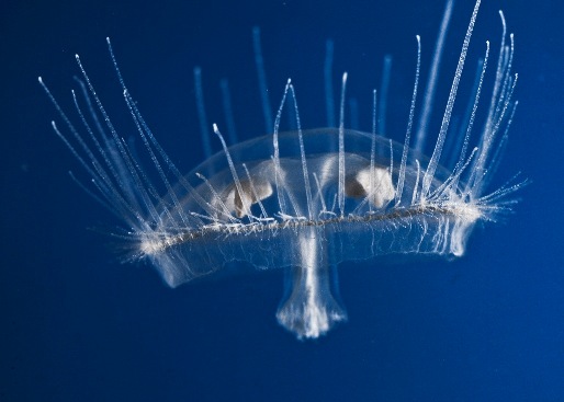 meduza sladkovodna